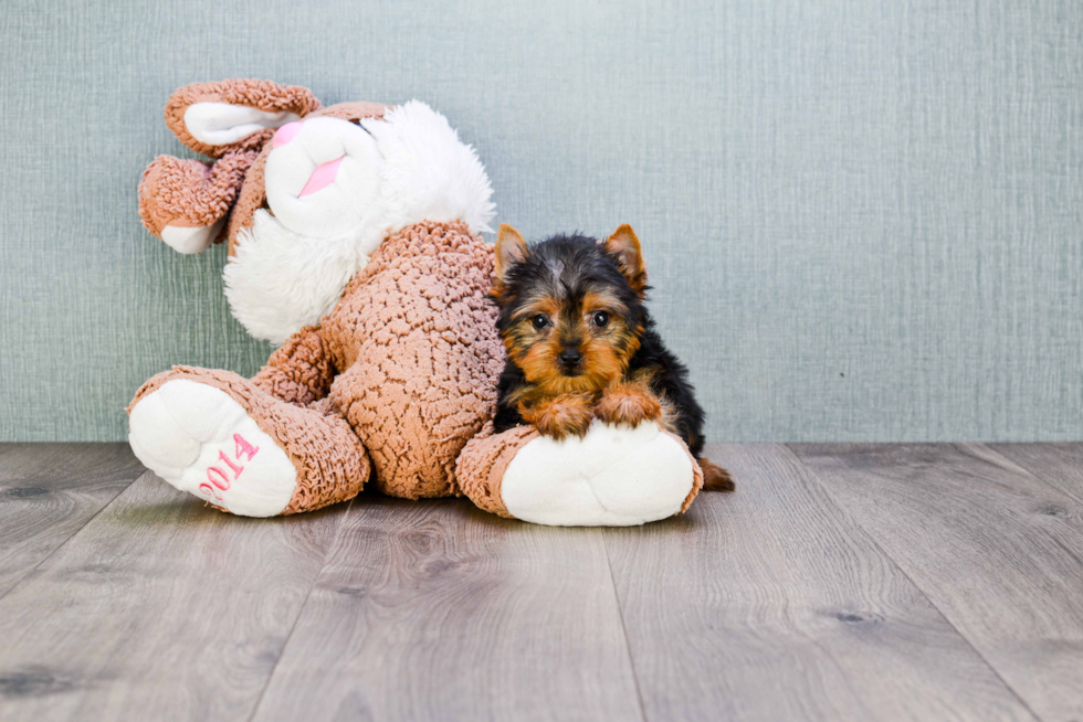 Meet Tinkerbell - our Yorkshire Terrier Puppy Photo 