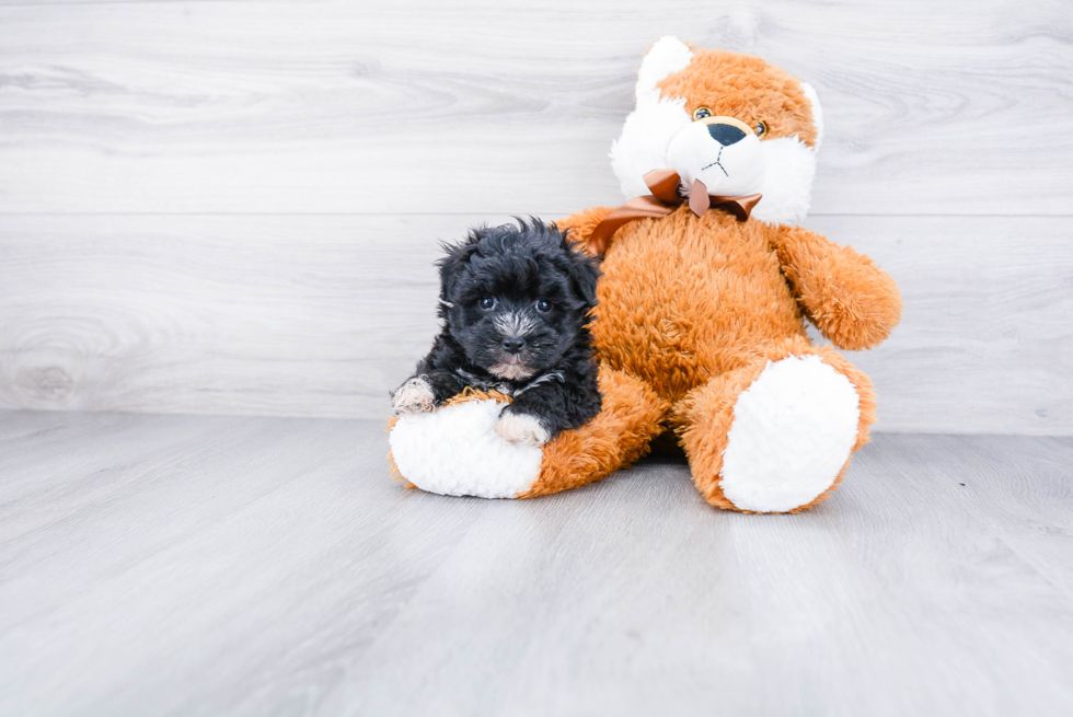 Morkie Pup Being Cute