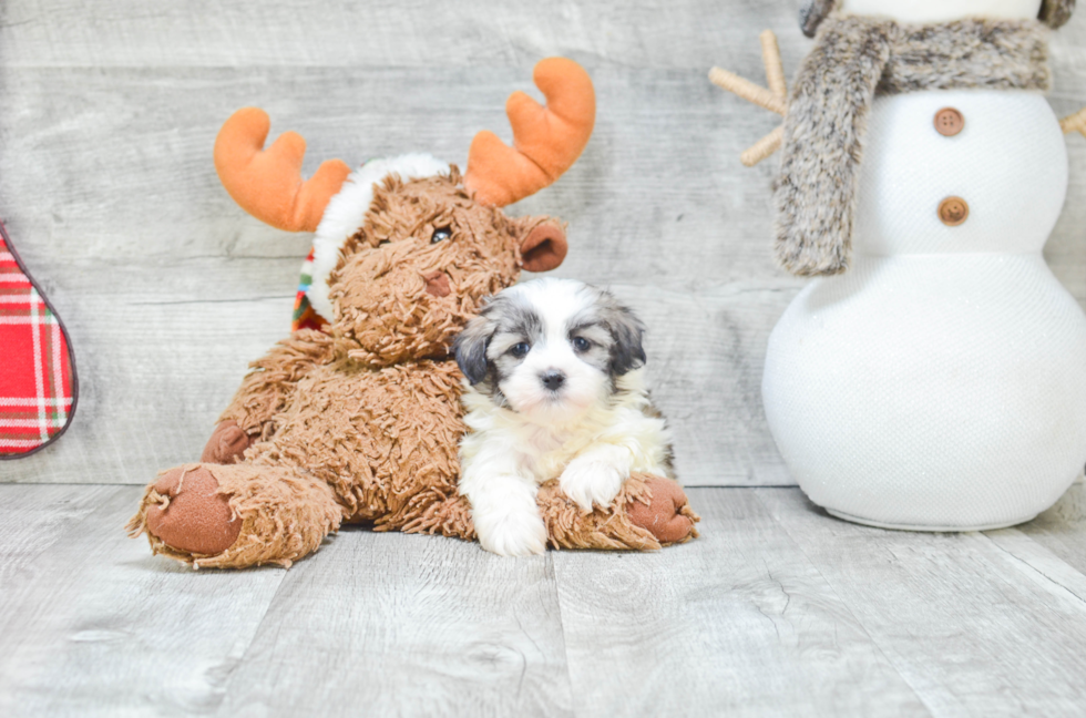 Teddy Bear Pup Being Cute