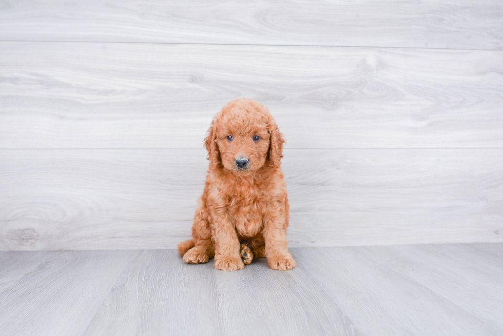 Adorable Golden Retriever Poodle Mix Puppy