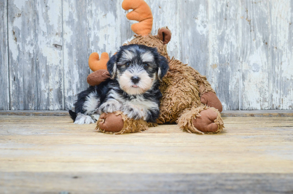 Sweet Morkie Baby