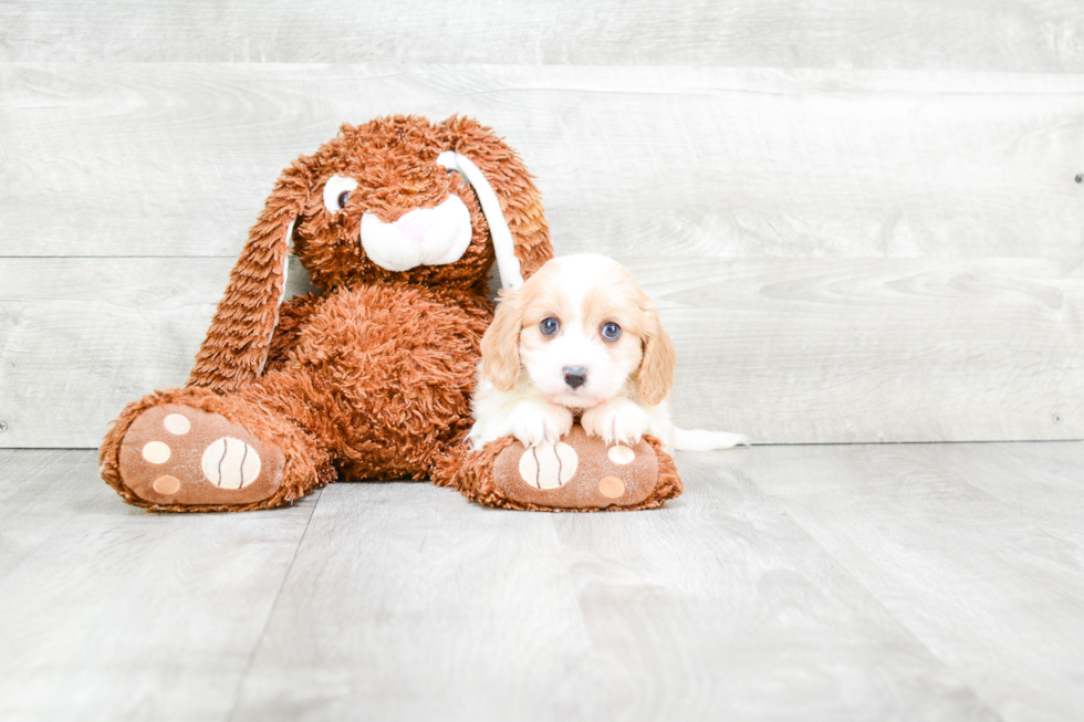 Best Cavachon Baby