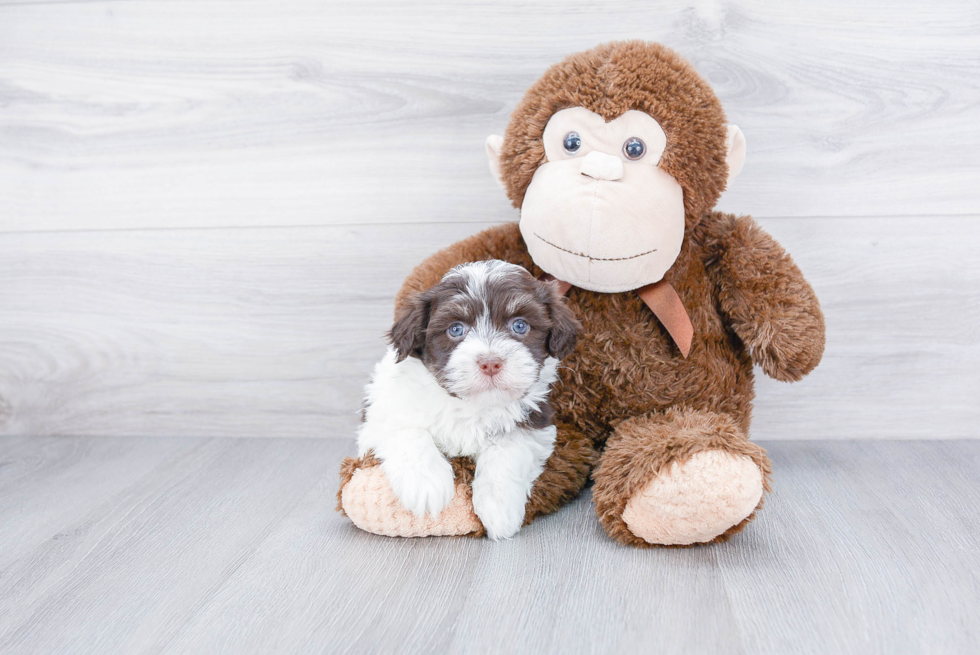 Havanese Pup Being Cute