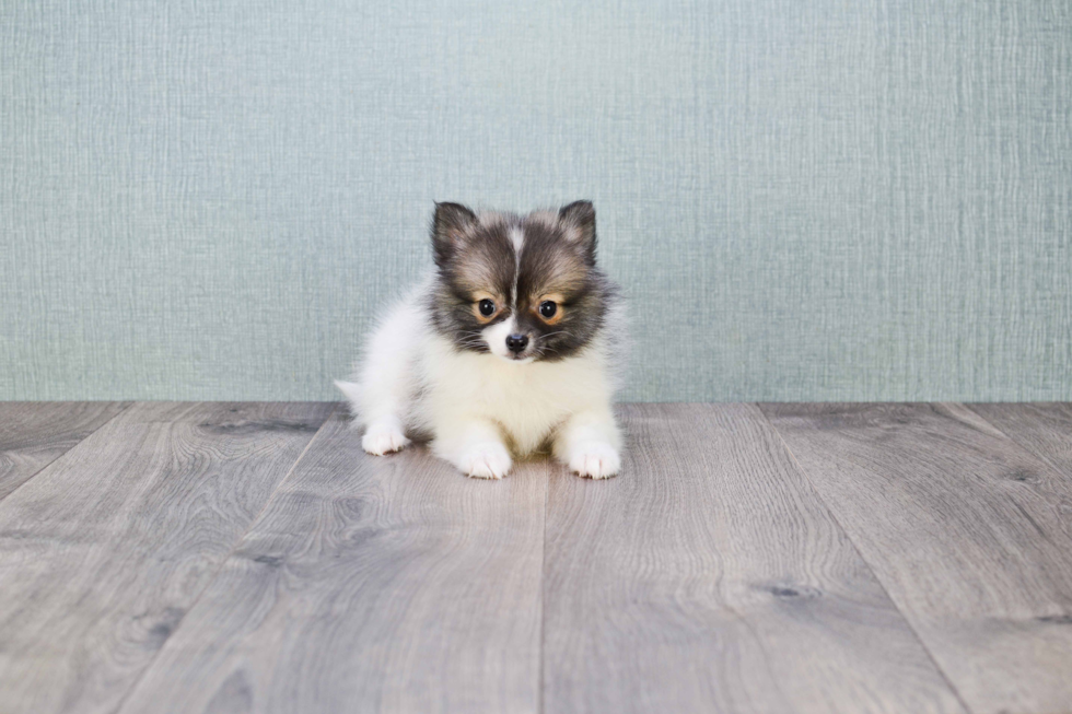 Pomeranian Puppy for Adoption