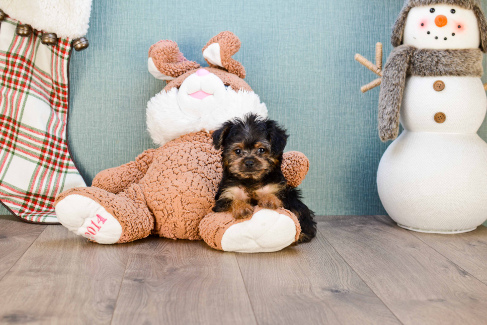 Sweet Yorkie Poo Baby