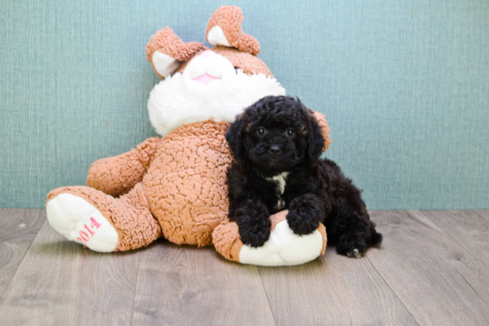 Adorable Cavoodle Poodle Mix Puppy