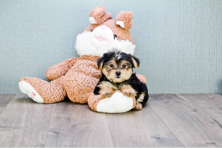 Small Morkie Baby