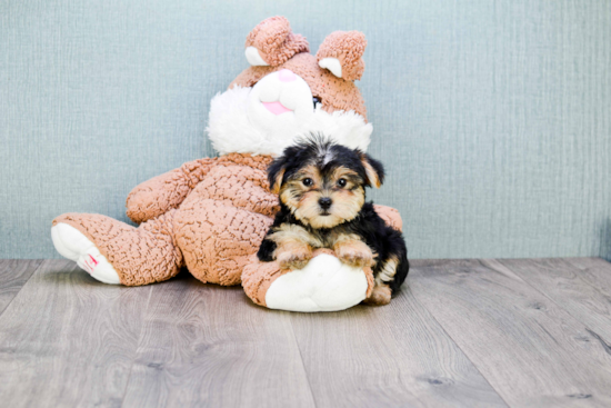 Small Morkie Baby