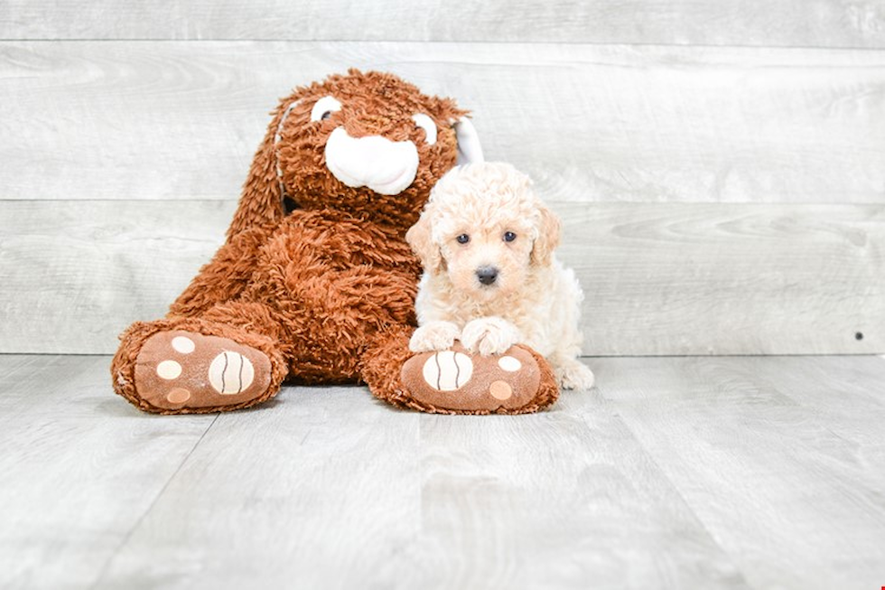 Energetic Pudle Purebred Puppy