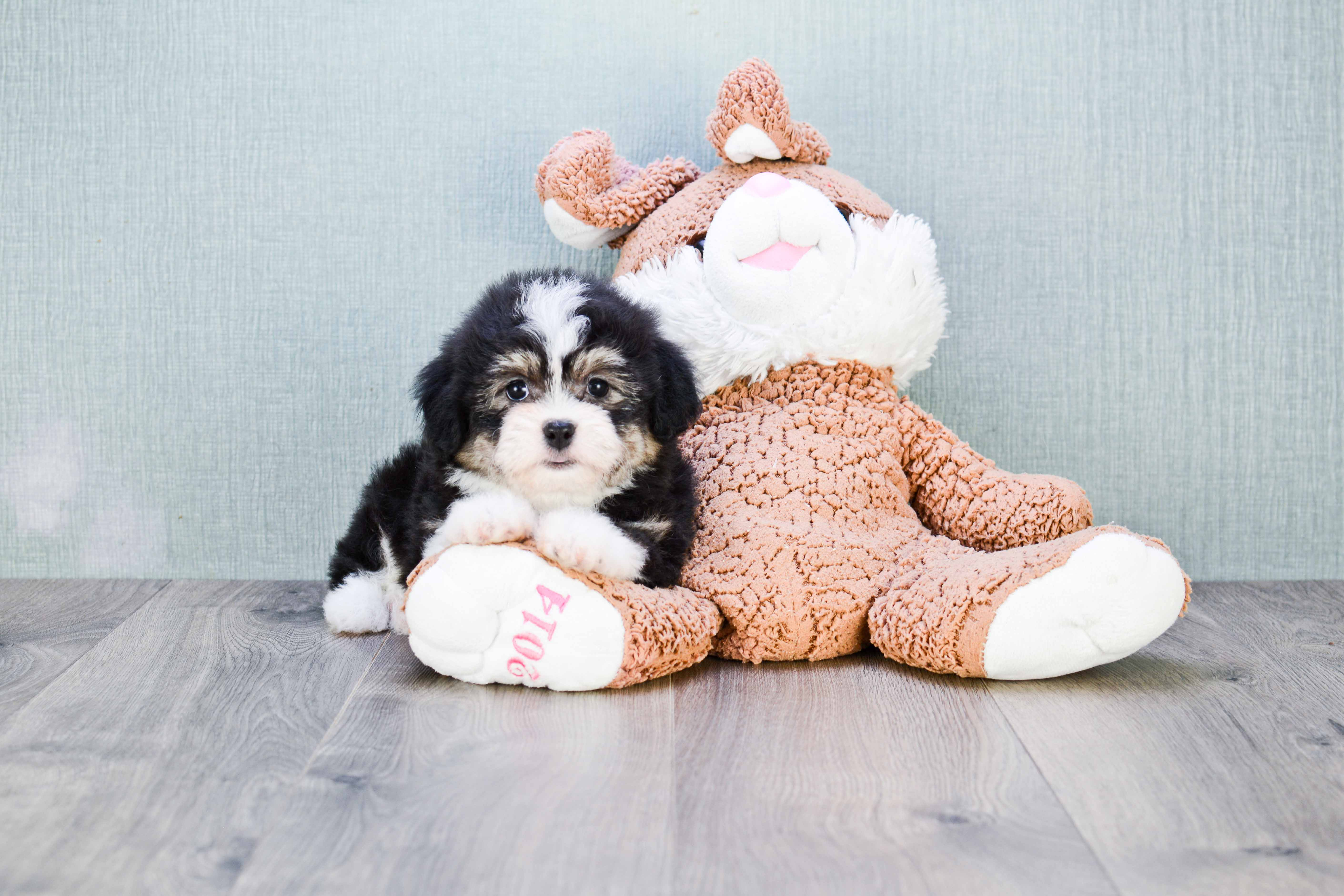 Teddy Bear Puppy for Adoption