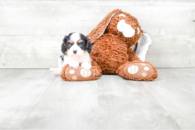 Best Cavalier King Charles Spaniel Baby