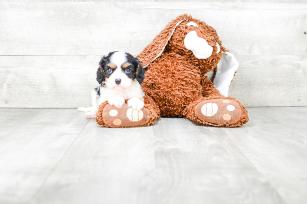 Best Cavalier King Charles Spaniel Baby