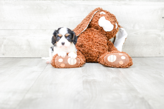 Best Cavalier King Charles Spaniel Baby