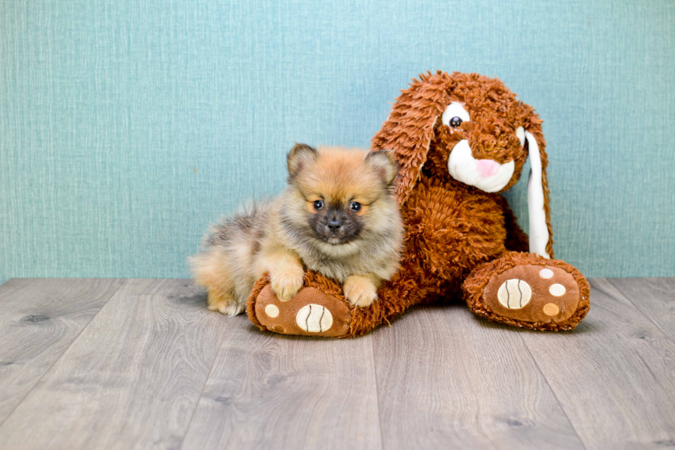 Pomeranian Pup Being Cute