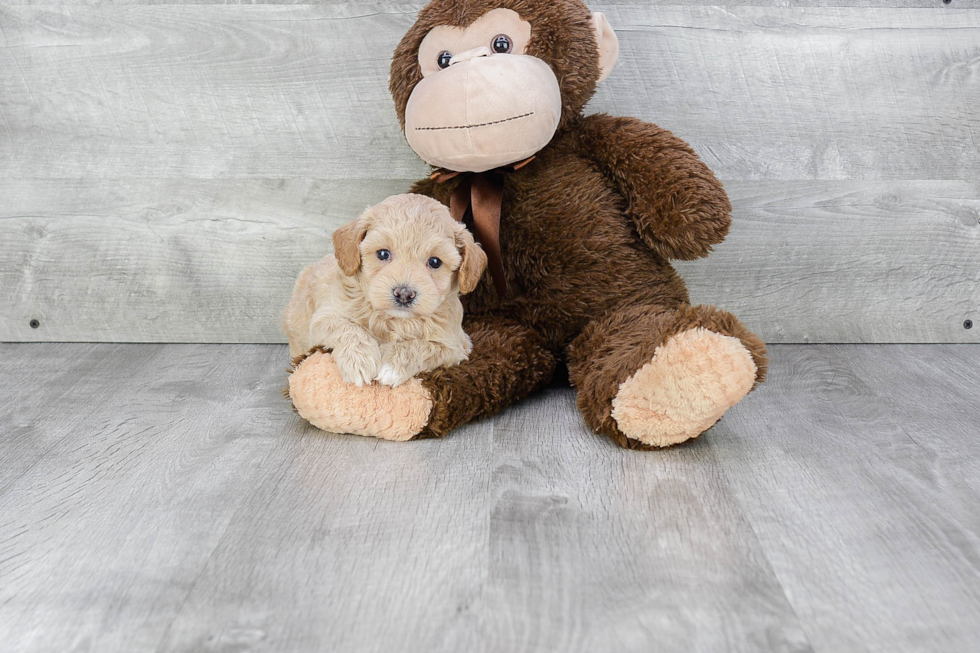 Friendly Maltipoo Baby