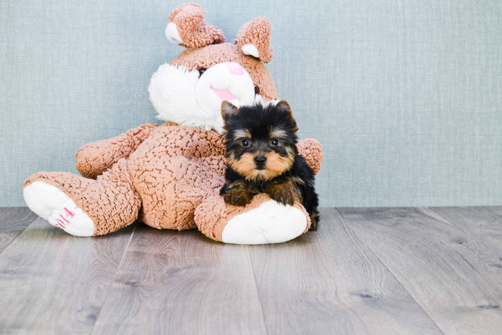 Meet Zoro - our Yorkshire Terrier Puppy Photo 