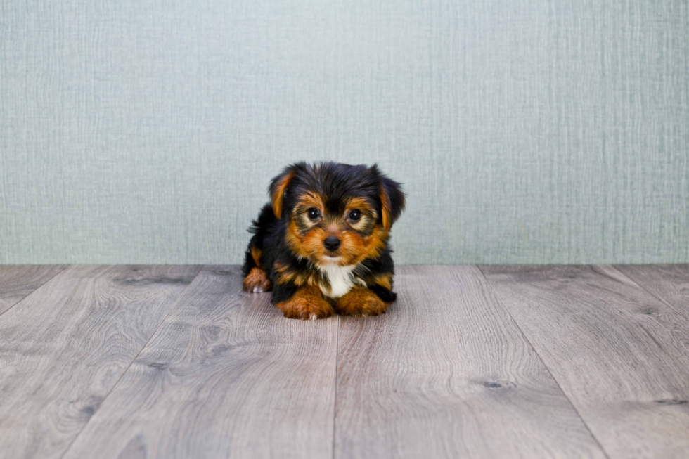 Meet Goldie - our Yorkshire Terrier Puppy Photo 