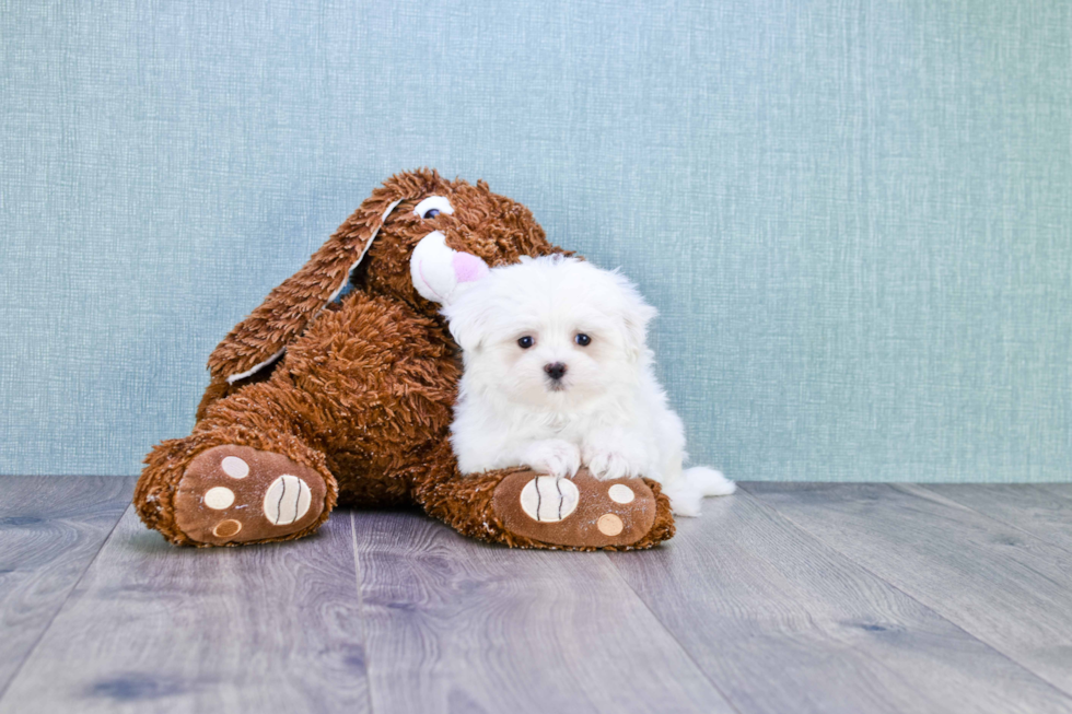 Energetic Maltese Purebred Puppy