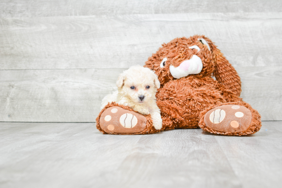 Energetic Maltepoo Poodle Mix Puppy