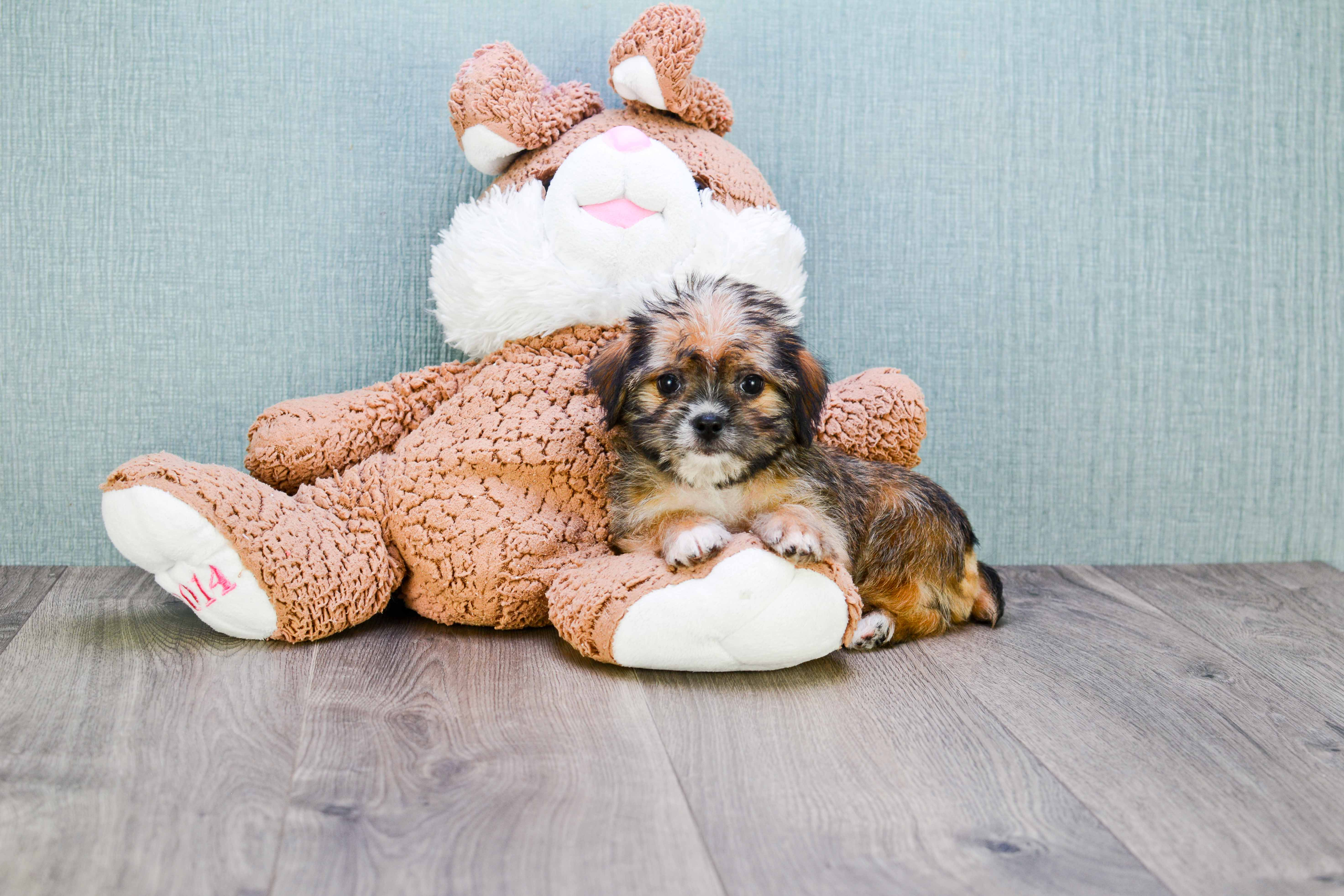 Shorkie Puppy for Adoption