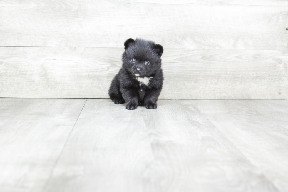 Little Pomeranian Baby