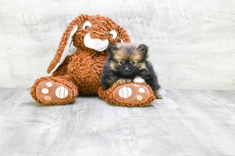 Sweet Pomeranian Purebred Puppy