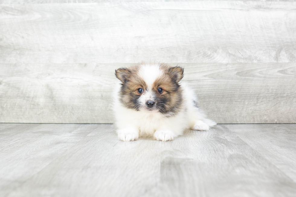 Pomeranian Pup Being Cute