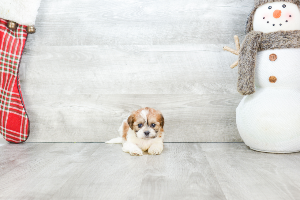 Fluffy Teddy Bear Designer Pup