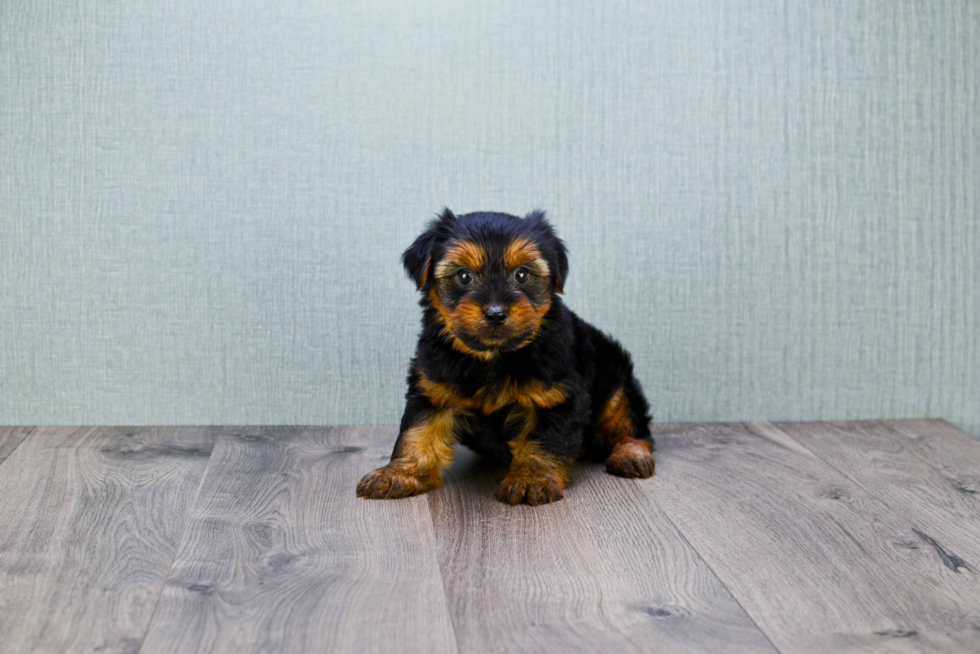 Meet Snickers - our Yorkshire Terrier Puppy Photo 