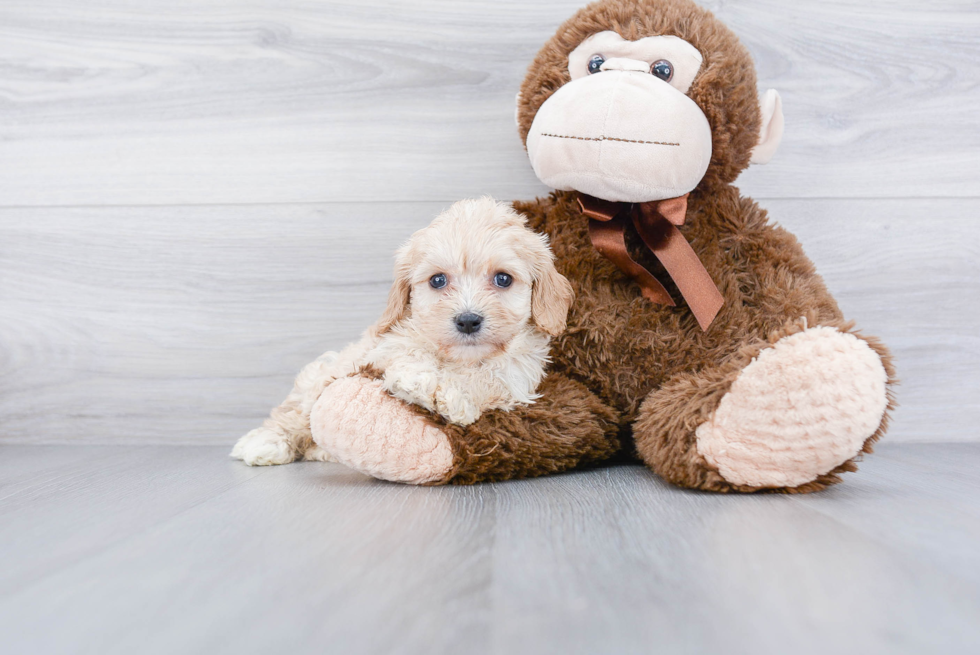 Best Cavachon Baby