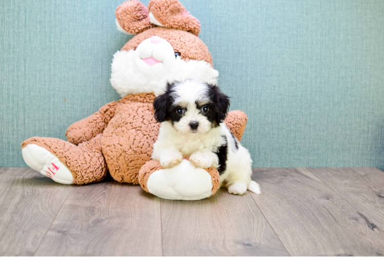 Popular Cavachon Designer Pup