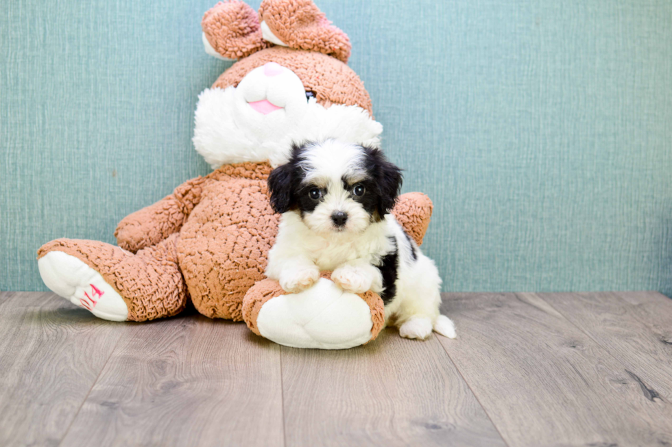 Popular Cavachon Designer Pup