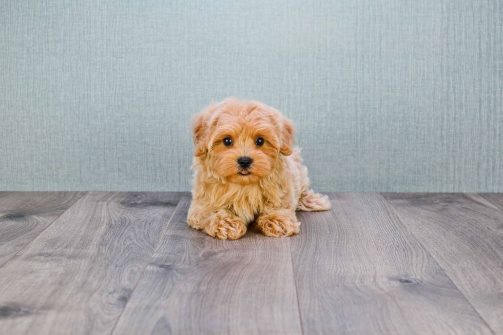 Best Maltipoo Baby