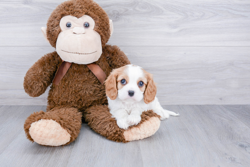 Sweet Cavalier King Charles Spaniel Purebred Puppy