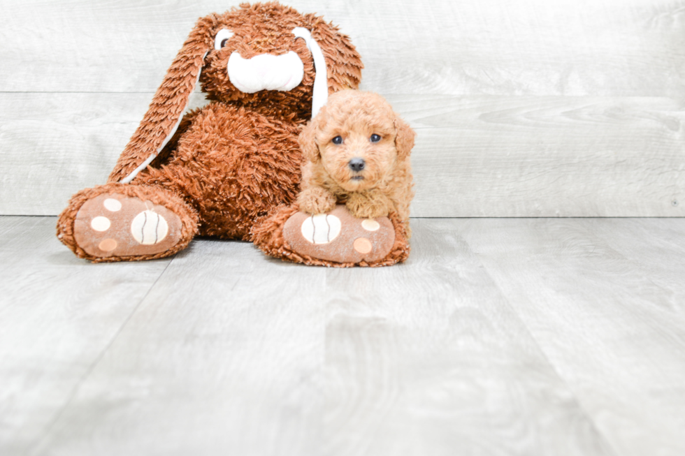 Poodle Pup Being Cute