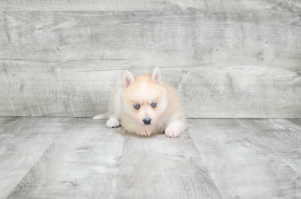 Pomsky Puppy for Adoption