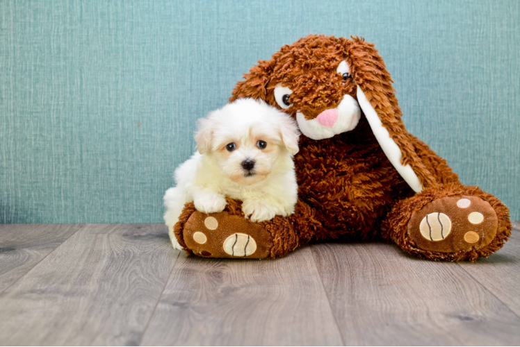 Little Maltepoo Poodle Mix Puppy