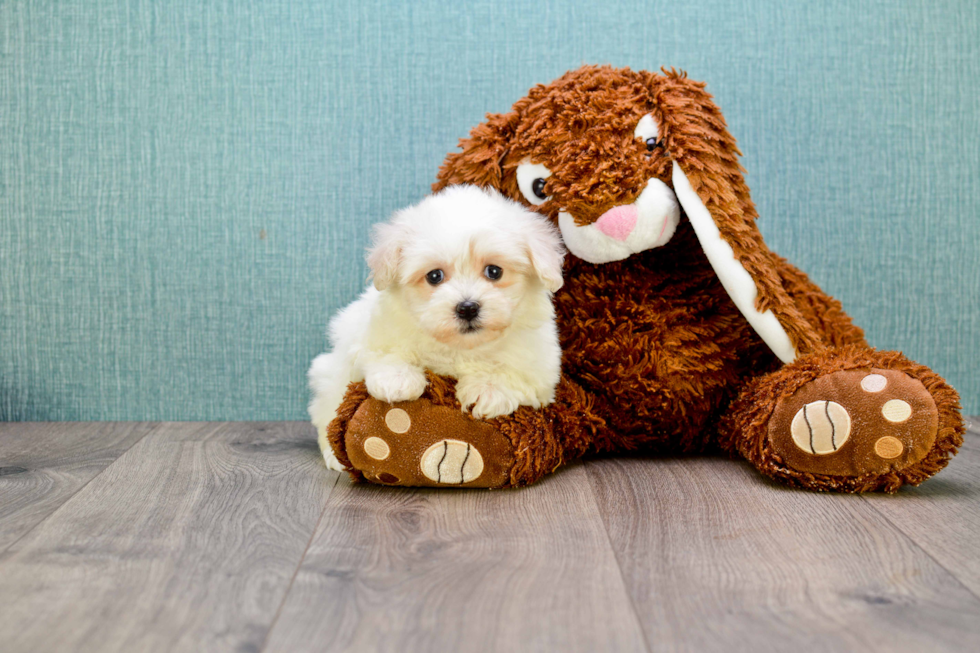 Little Maltepoo Poodle Mix Puppy