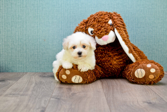 Little Maltepoo Poodle Mix Puppy