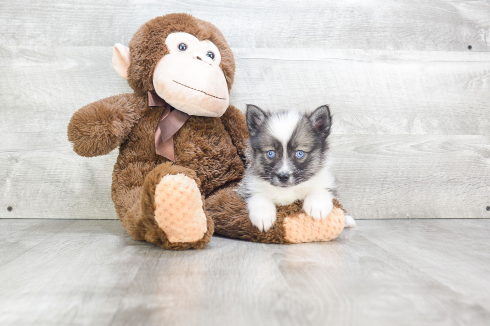 Best Pomsky Baby