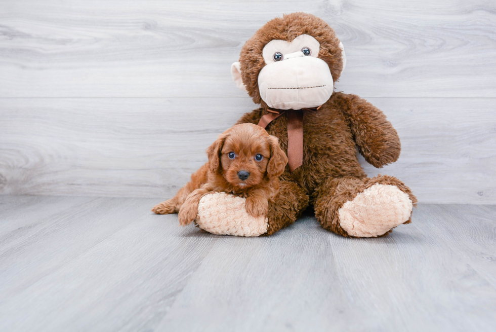 Energetic Cavoodle Poodle Mix Puppy