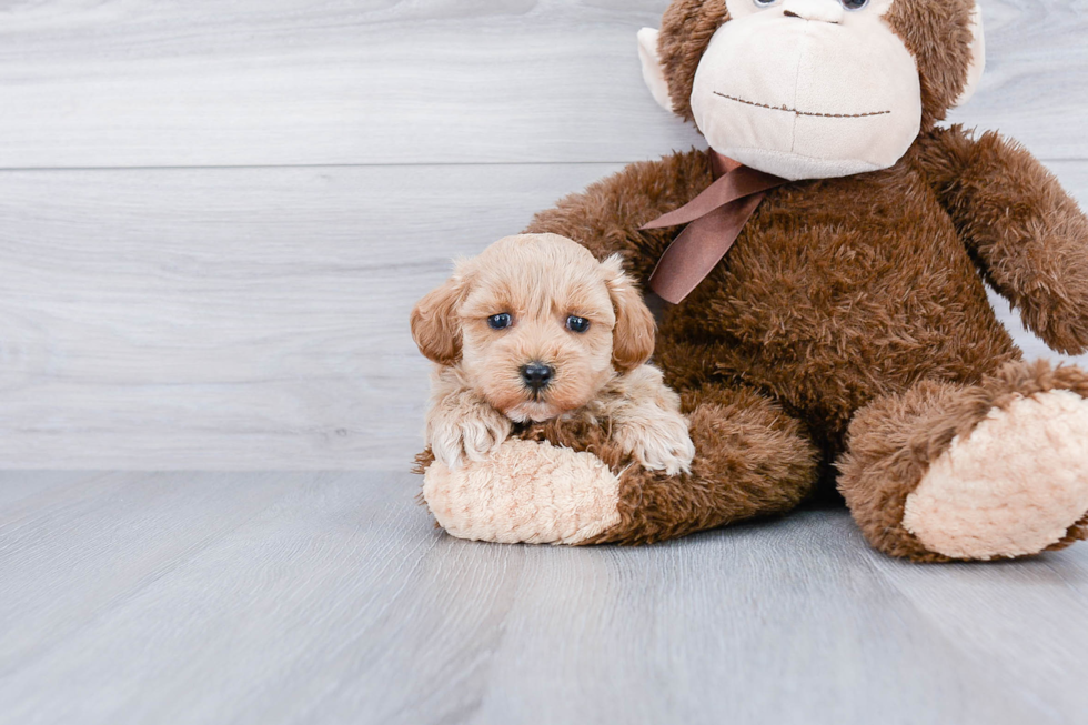 Maltipoo Pup Being Cute