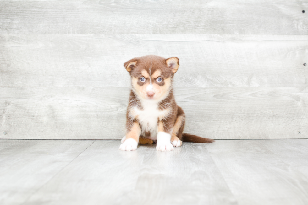 Petite Pomsky Designer Pup