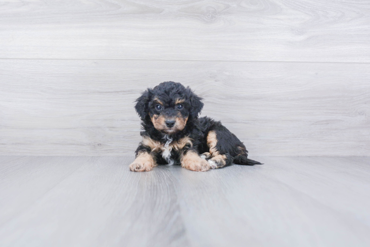 Sweet Maltipoo Baby