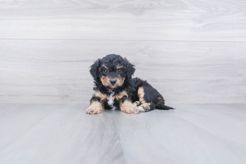 Sweet Maltipoo Baby