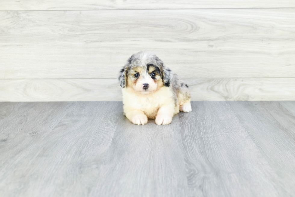 Mini Aussiedoodle Puppy for Adoption