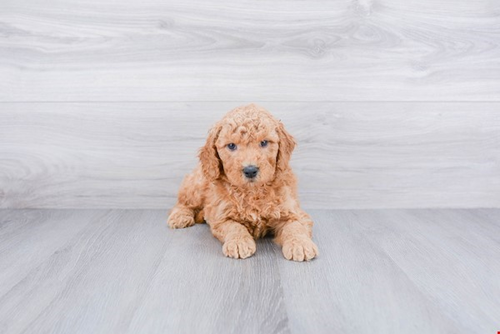 Mini Goldendoodle Pup Being Cute