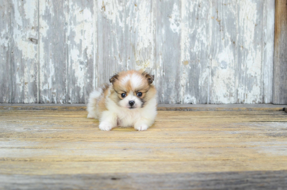 Pomeranian Puppy for Adoption