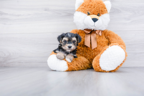 Fluffy Morkie Designer Pup