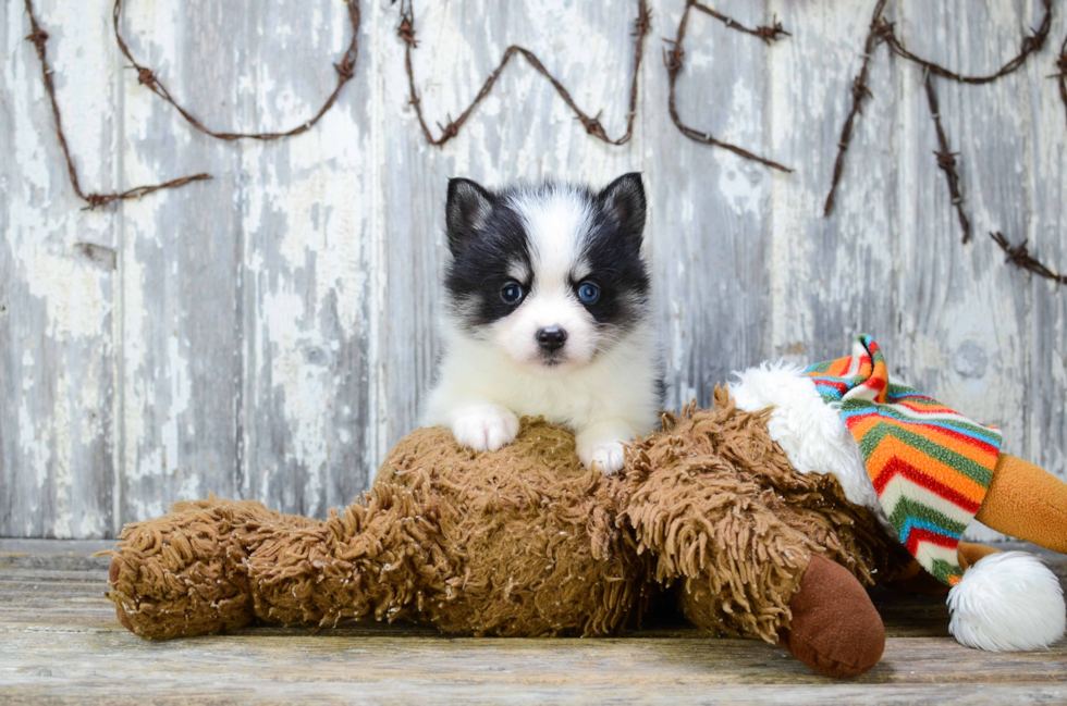 Best Pomsky Baby